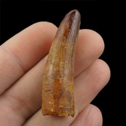 SKAMIENIAŁY ZĄB DINOZAURA Spinosaurus aegyptiacus - KREDA GÓRNA (CENOMAN) - ok. 95-100 mln lat