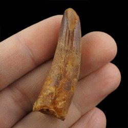 SKAMIENIAŁY ZĄB DINOZAURA Spinosaurus aegyptiacus - KREDA GÓRNA (CENOMAN) - ok. 95-100 mln lat