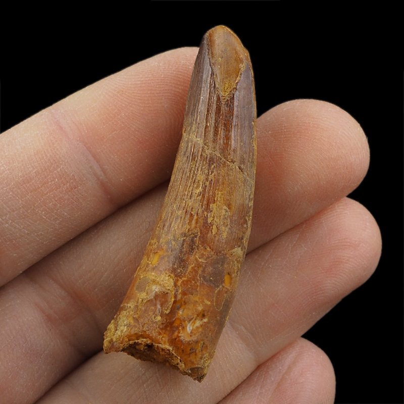 SKAMIENIAŁY ZĄB DINOZAURA Spinosaurus aegyptiacus - KREDA GÓRNA (CENOMAN) - ok. 95-100 mln lat