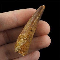 SKAMIENIAŁY ZĄB DINOZAURA Spinosaurus aegyptiacus - KREDA GÓRNA (CENOMAN) - ok. 95-100 mln lat