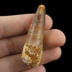 SKAMIENIAŁY ZĄB DINOZAURA Spinosaurus aegyptiacus - KREDA GÓRNA (CENOMAN) - ok. 95-100 mln lat