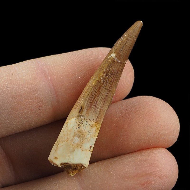 SKAMIENIAŁY ZĄB DINOZAURA Spinosaurus aegyptiacus - KREDA GÓRNA (CENOMAN) - ok. 95-100 mln lat