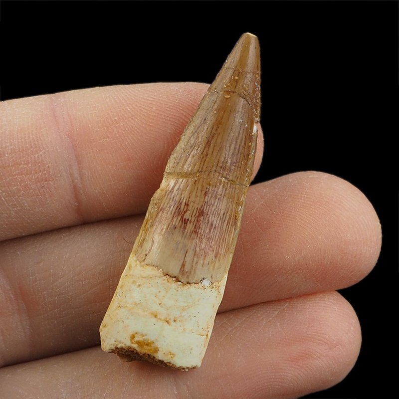 SKAMIENIAŁY ZĄB DINOZAURA Spinosaurus aegyptiacus - KREDA GÓRNA (CENOMAN) - ok. 95-100 mln lat