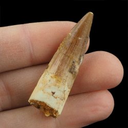 SKAMIENIAŁY ZĄB DINOZAURA Spinosaurus aegyptiacus - KREDA GÓRNA (CENOMAN) - ok. 95-100 mln lat