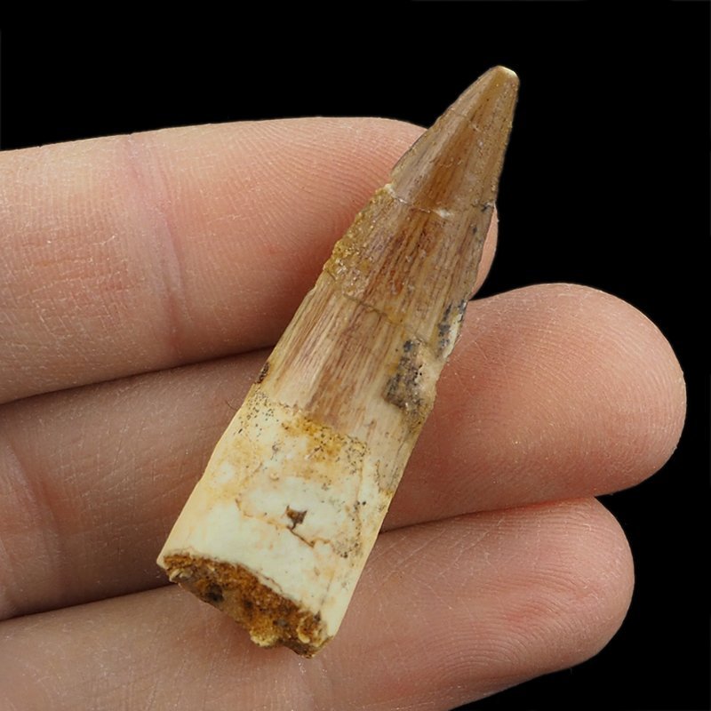SKAMIENIAŁY ZĄB DINOZAURA Spinosaurus aegyptiacus - KREDA GÓRNA (CENOMAN) - ok. 95-100 mln lat