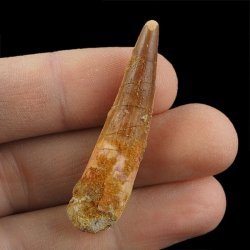 SKAMIENIAŁY ZĄB DINOZAURA Spinosaurus aegyptiacus - KREDA GÓRNA (CENOMAN) - ok. 95-100 mln lat