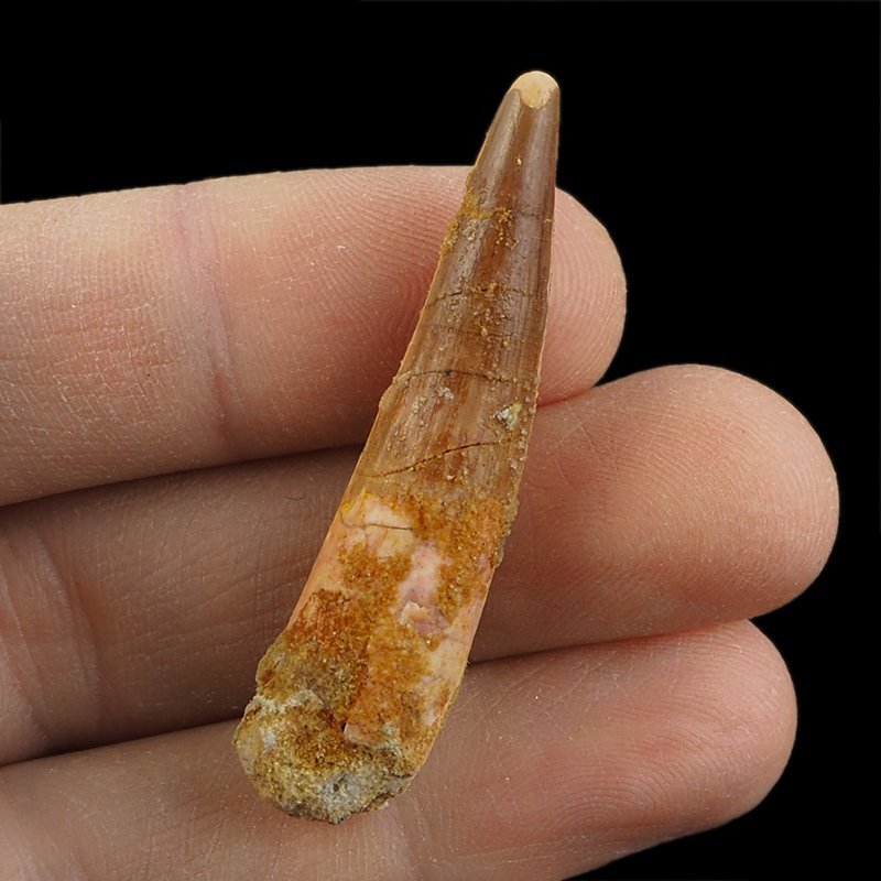 SKAMIENIAŁY ZĄB DINOZAURA Spinosaurus aegyptiacus - KREDA GÓRNA (CENOMAN) - ok. 95-100 mln lat