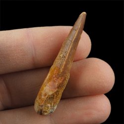 SKAMIENIAŁY ZĄB DINOZAURA Spinosaurus aegyptiacus - KREDA GÓRNA (CENOMAN) - ok. 95-100 mln lat