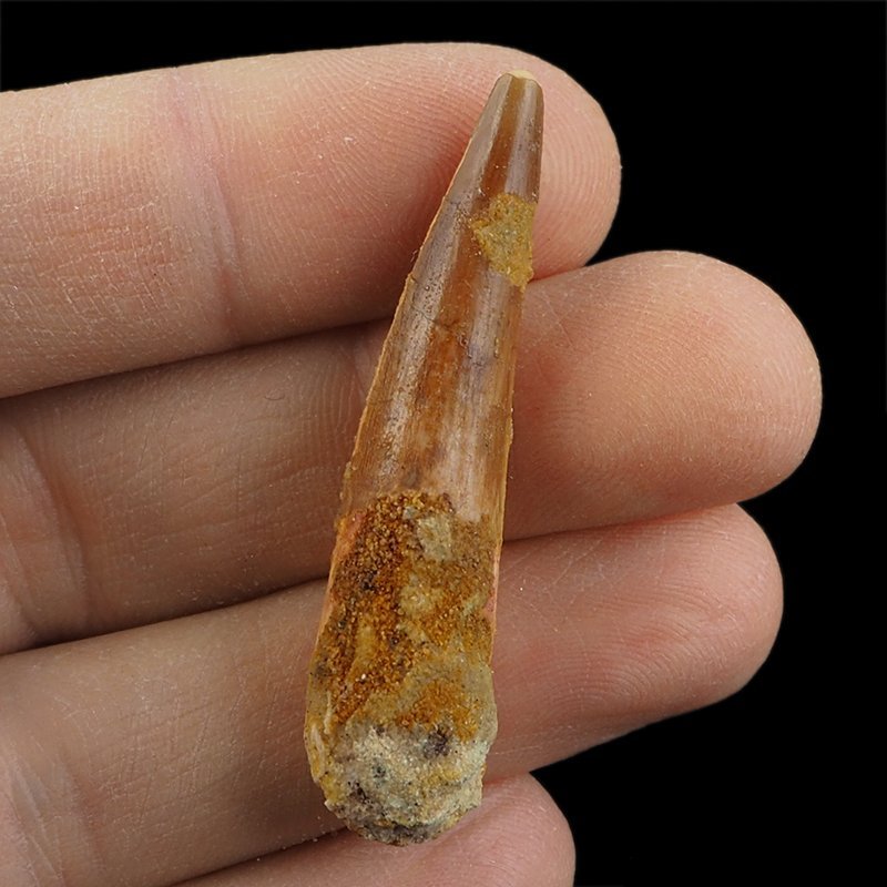 SKAMIENIAŁY ZĄB DINOZAURA Spinosaurus aegyptiacus - KREDA GÓRNA (CENOMAN) - ok. 95-100 mln lat