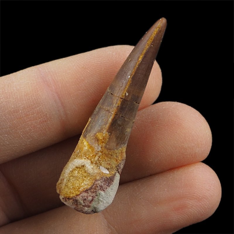 SKAMIENIAŁY ZĄB DINOZAURA Spinosaurus aegyptiacus - KREDA GÓRNA (CENOMAN) - ok. 95-100 mln lat