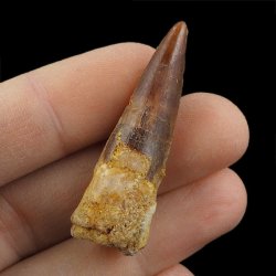 SKAMIENIAŁY ZĄB DINOZAURA Spinosaurus aegyptiacus - KREDA GÓRNA (CENOMAN) - ok. 95-100 mln lat