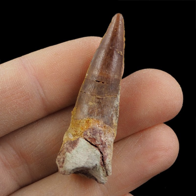SKAMIENIAŁY ZĄB DINOZAURA Spinosaurus aegyptiacus - KREDA GÓRNA (CENOMAN) - ok. 95-100 mln lat