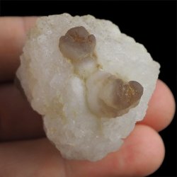 CHALCEDON - 42 mm - MAROKO
