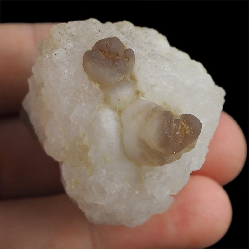 CHALCEDON - 42 mm - MAROKO