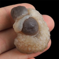 CHALCEDON - 43 mm - MAROKO
