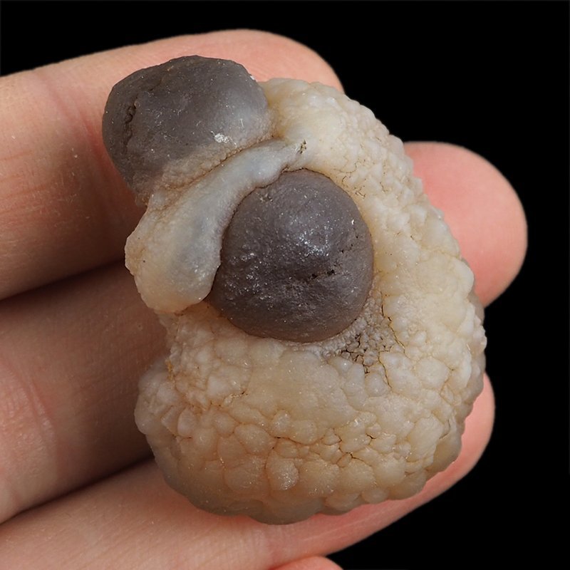 CHALCEDON - 43 mm - MAROKO