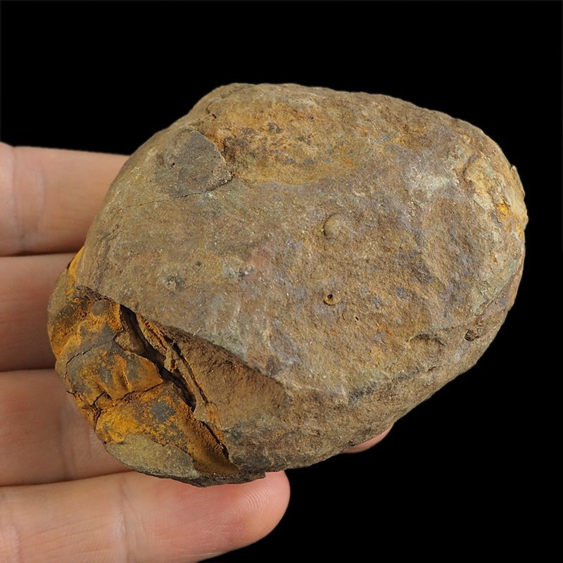 TRYLOBIT Flexicalymene ouzregui W KONKRECJI - ORDOWIK - 445 mln lat - MAROKO