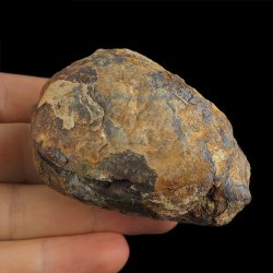 TRYLOBIT Flexicalymene ouzregui W KONKRECJI - ORDOWIK - 445 mln lat - MAROKO