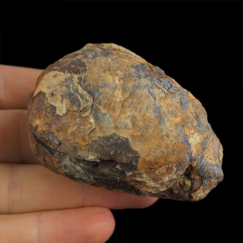 TRYLOBIT Flexicalymene ouzregui W KONKRECJI - ORDOWIK - 445 mln lat - MAROKO
