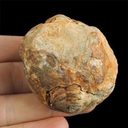 TRYLOBIT Flexicalymene ouzregui W KONKRECJI - ORDOWIK - 445 mln lat - MAROKO