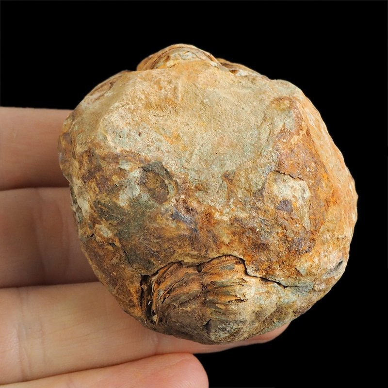TRYLOBIT Flexicalymene ouzregui W KONKRECJI - ORDOWIK - 445 mln lat - MAROKO