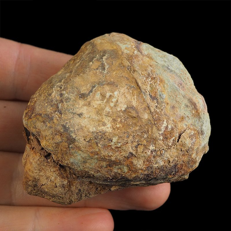 TRYLOBIT Flexicalymene ouzregui W KONKRECJI - ORDOWIK - 445 mln lat - MAROKO