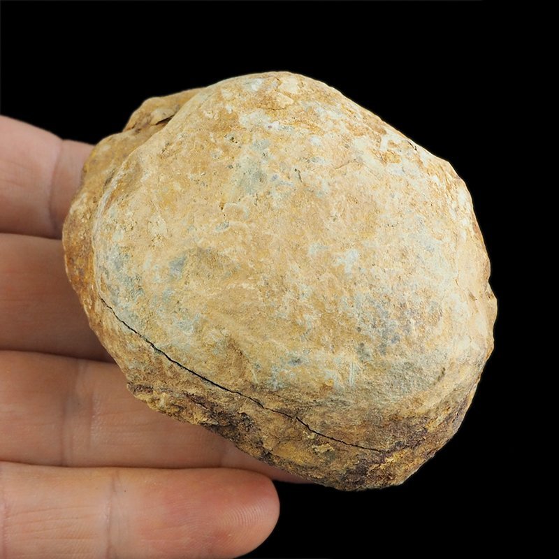 TRYLOBIT Flexicalymene ouzregui W KONKRECJI - ORDOWIK - 445 mln lat - MAROKO