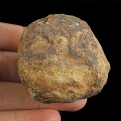TRYLOBIT Flexicalymene ouzregui W KONKRECJI - ORDOWIK - 445 mln lat - MAROKO
