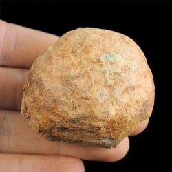 TRYLOBIT Flexicalymene ouzregui W KONKRECJI - ORDOWIK - 445 mln lat - MAROKO