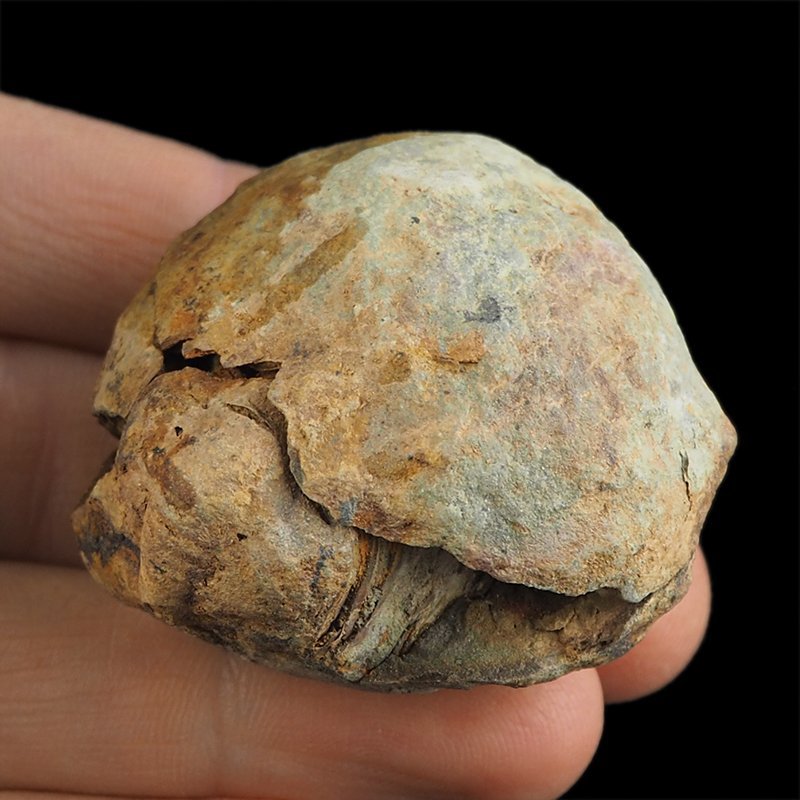 TRYLOBIT Flexicalymene ouzregui W KONKRECJI - ORDOWIK - 445 mln lat - MAROKO