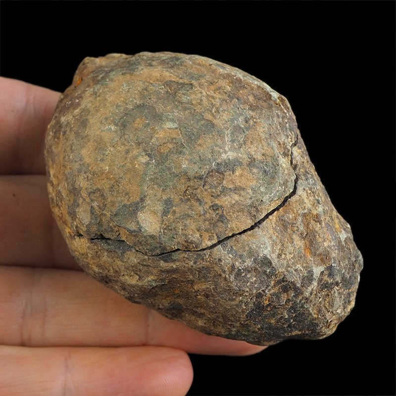 TRYLOBIT Flexicalymene ouzregui W KONKRECJI - ORDOWIK - 445 mln lat - MAROKO