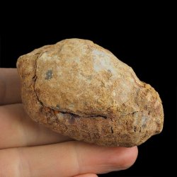TRYLOBIT Flexicalymene ouzregui W KONKRECJI - ORDOWIK - 445 mln lat - MAROKO