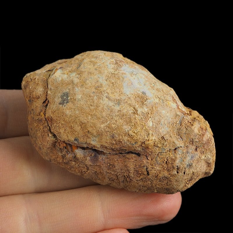TRYLOBIT Flexicalymene ouzregui W KONKRECJI - ORDOWIK - 445 mln lat - MAROKO