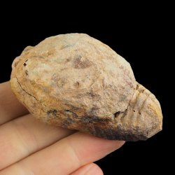TRYLOBIT Flexicalymene ouzregui W KONKRECJI - ORDOWIK - 445 mln lat - MAROKO
