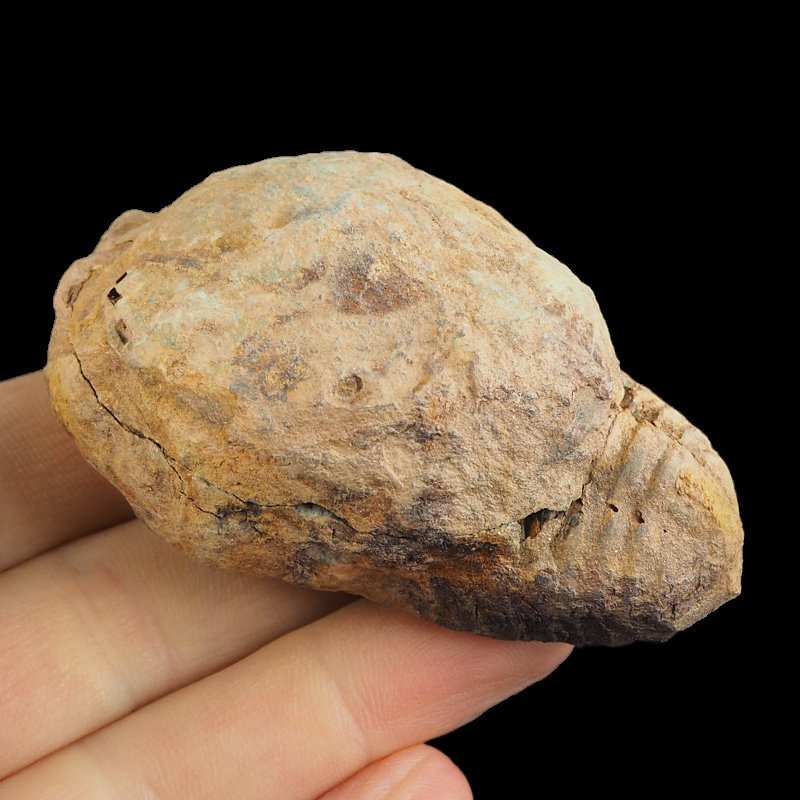 TRYLOBIT Flexicalymene ouzregui W KONKRECJI - ORDOWIK - 445 mln lat - MAROKO