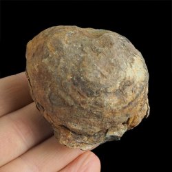 TRYLOBIT Flexicalymene ouzregui W KONKRECJI - ORDOWIK - 445 mln lat - MAROKO