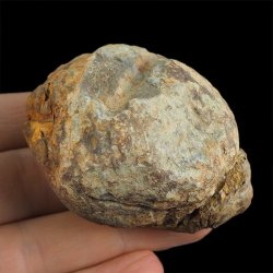 TRYLOBIT Flexicalymene ouzregui W KONKRECJI - ORDOWIK - 445 mln lat - MAROKO