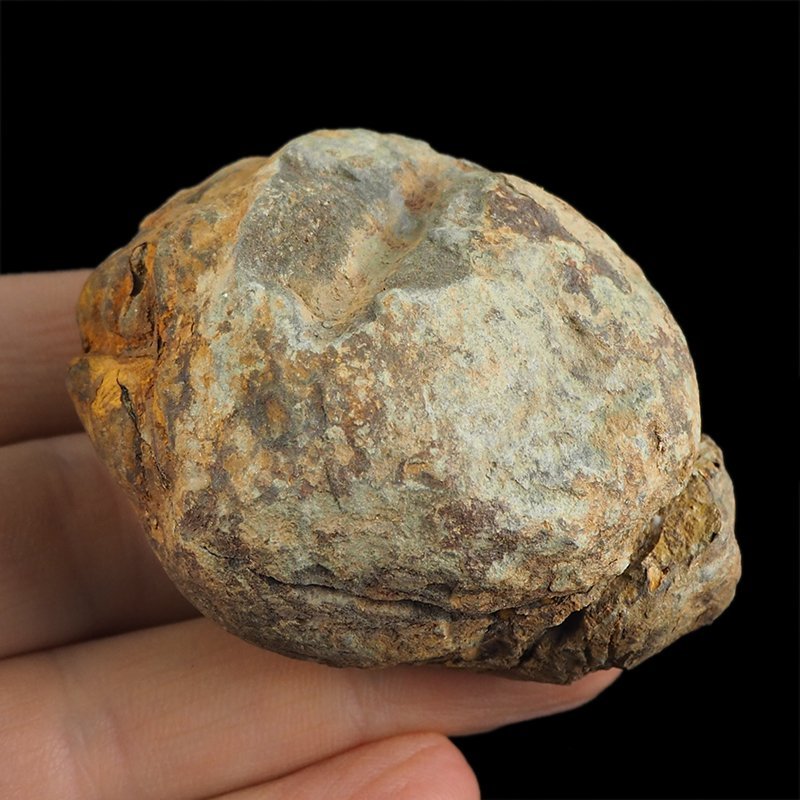 TRYLOBIT Flexicalymene ouzregui W KONKRECJI - ORDOWIK - 445 mln lat - MAROKO