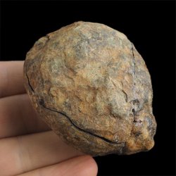TRYLOBIT Flexicalymene ouzregui W KONKRECJI - ORDOWIK - 445 mln lat - MAROKO