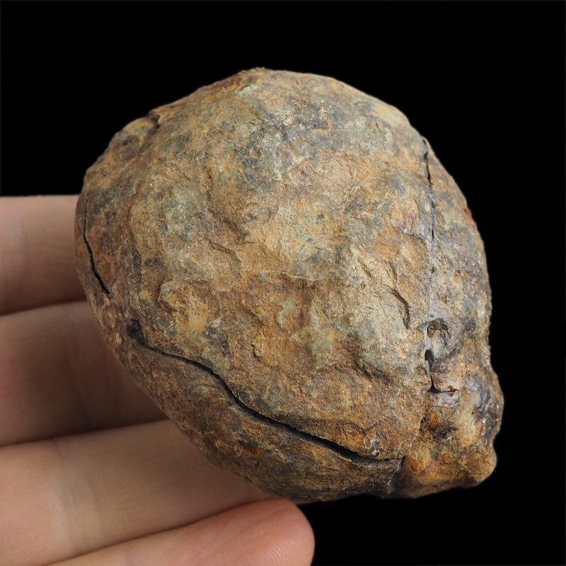 TRYLOBIT Flexicalymene ouzregui W KONKRECJI - ORDOWIK - 445 mln lat - MAROKO