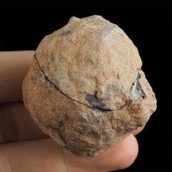 TRYLOBIT Flexicalymene ouzregui W KONKRECJI - ORDOWIK - 445 mln lat - MAROKO