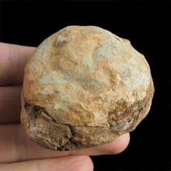 TRYLOBIT Flexicalymene ouzregui W KONKRECJI - ORDOWIK - 445 mln lat - MAROKO