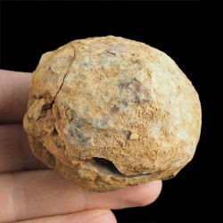 TRYLOBIT Flexicalymene ouzregui W KONKRECJI - ORDOWIK - 445 mln lat - MAROKO