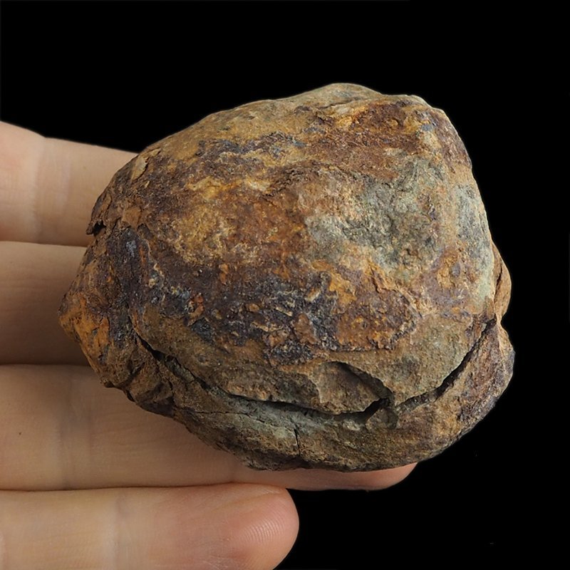 TRYLOBIT Flexicalymene ouzregui W KONKRECJI - ORDOWIK - 445 mln lat - MAROKO