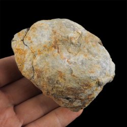 TRYLOBIT Flexicalymene ouzregui W KONKRECJI - ORDOWIK - 445 mln lat - MAROKO