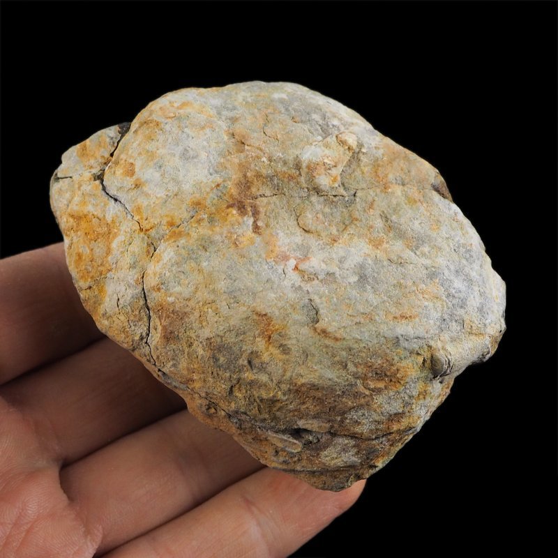 TRYLOBIT Flexicalymene ouzregui W KONKRECJI - ORDOWIK - 445 mln lat - MAROKO