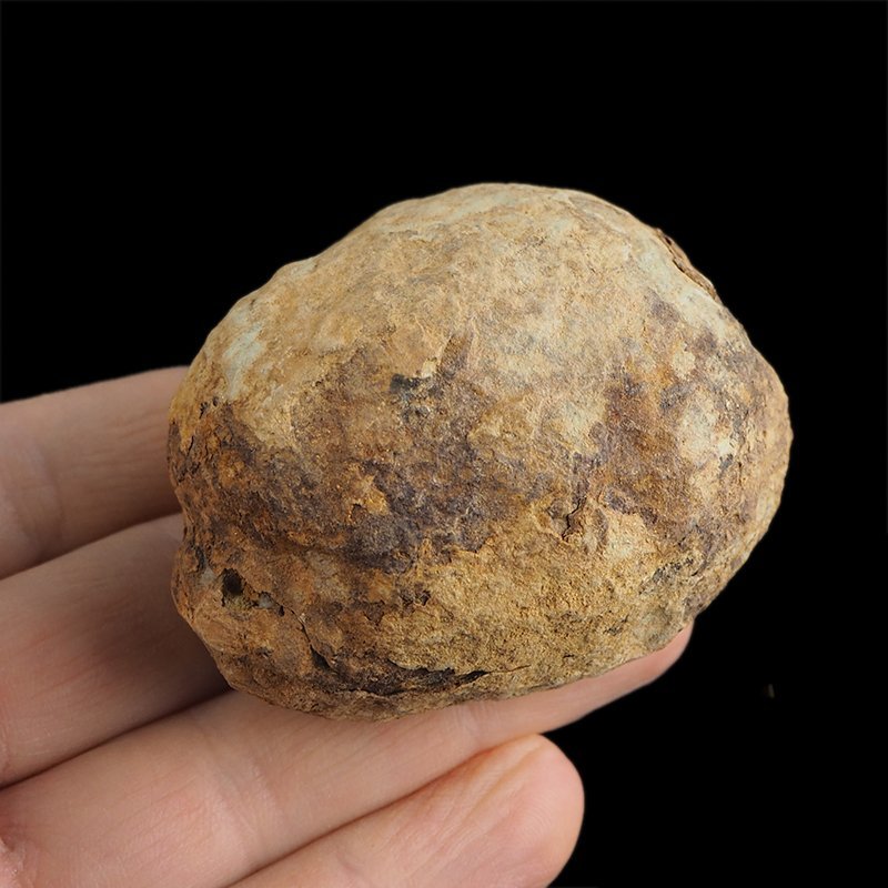TRYLOBIT Flexicalymene ouzregui W KONKRECJI - ORDOWIK - 445 mln lat - MAROKO