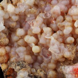 REALGAR, AURYPIGMENT, CHALCEDON - 142 mm - INDONEZJA