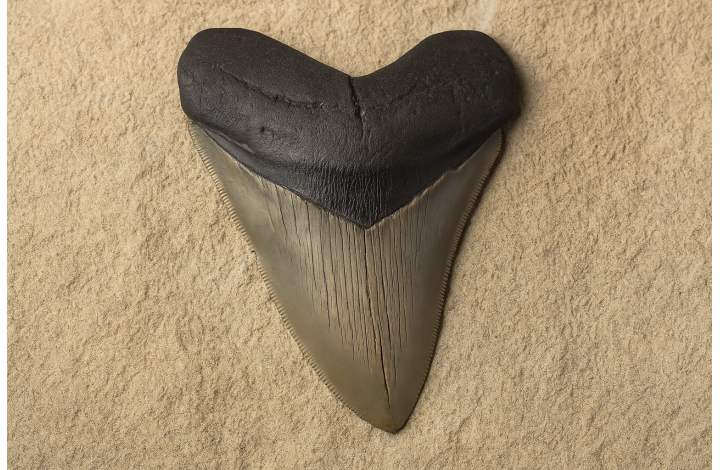 Megalodon – prehistoryczny gigant mórz. Poznaj tajemnice zębów największego rekina w dziejach